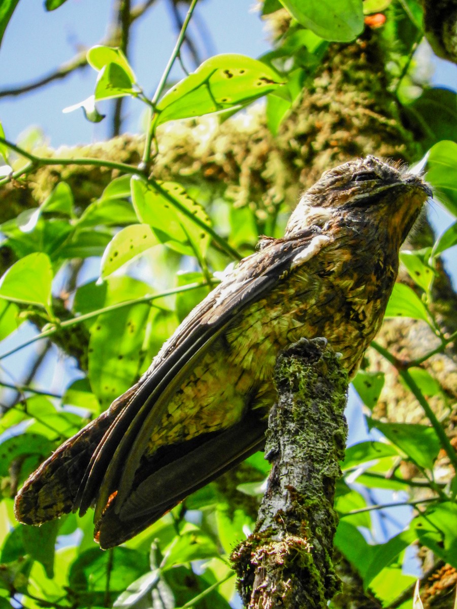 Common Potoo - ML470169341