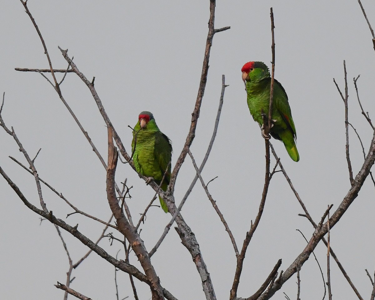 Red-crowned Parrot - ML470169751