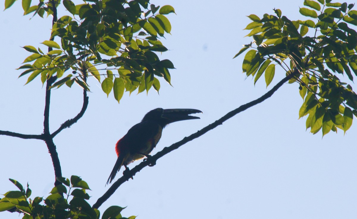 Collared Aracari - ML470169841