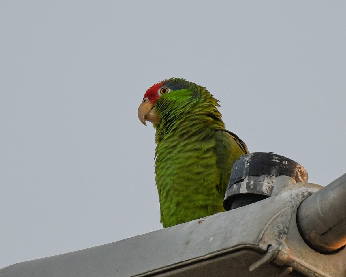 Red-crowned Parrot - ML470169921