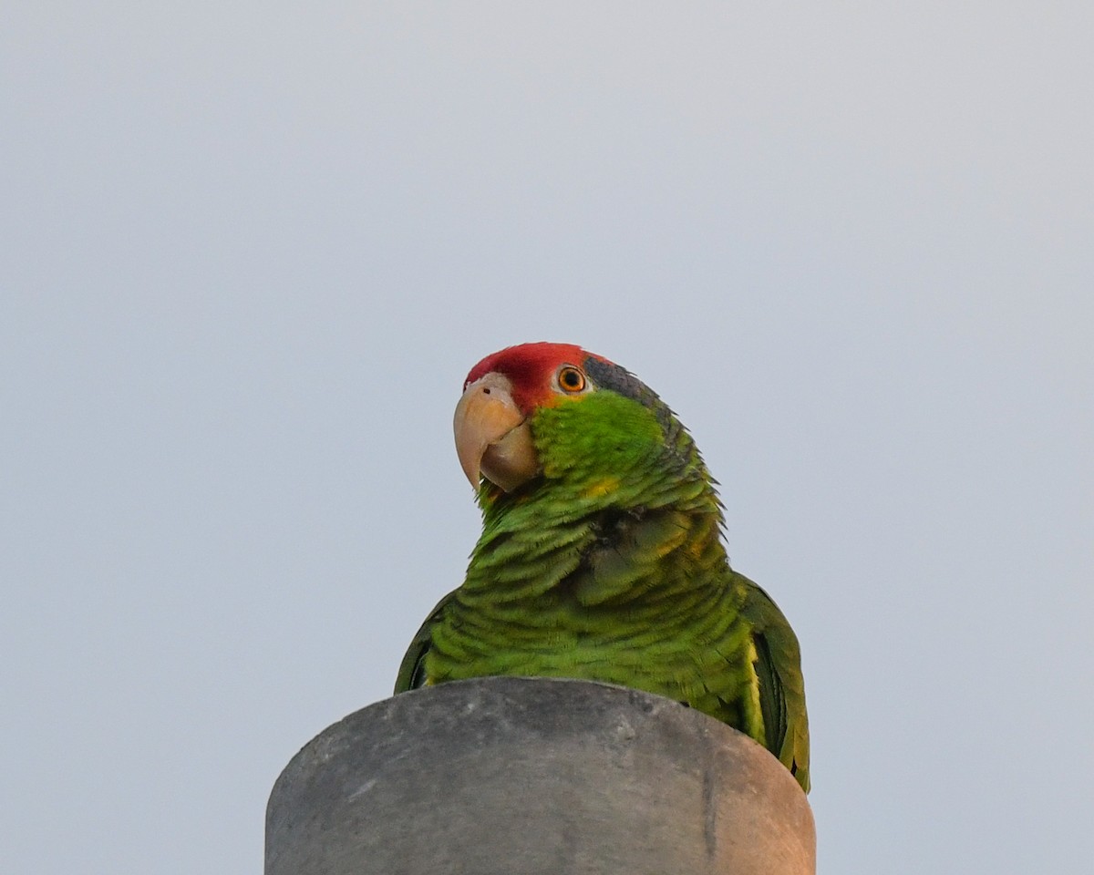 Red-crowned Parrot - ML470169931