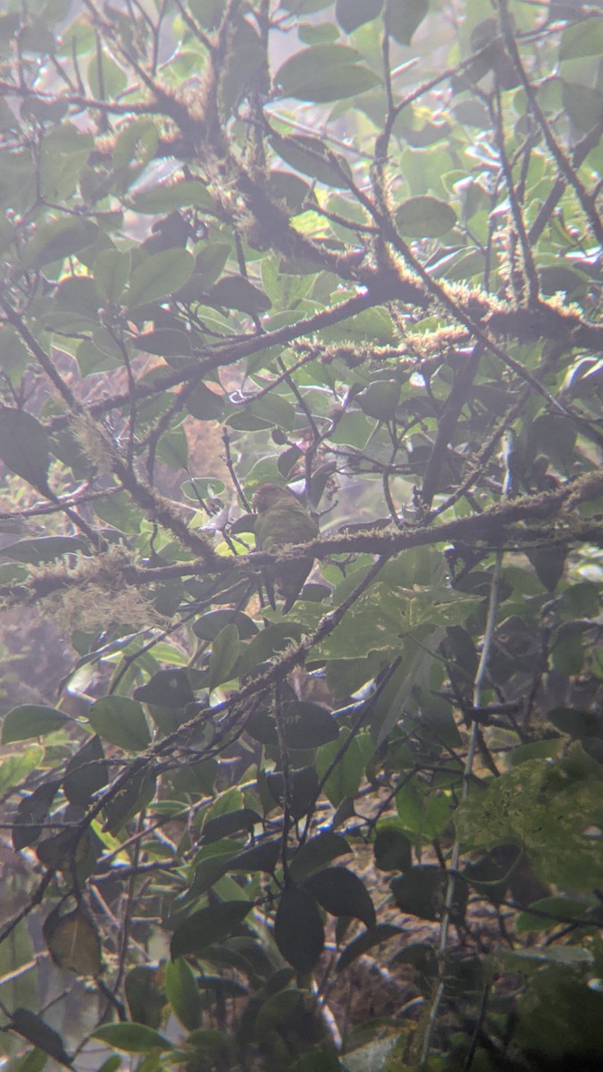 Red-fronted Parrotlet - ML470169951