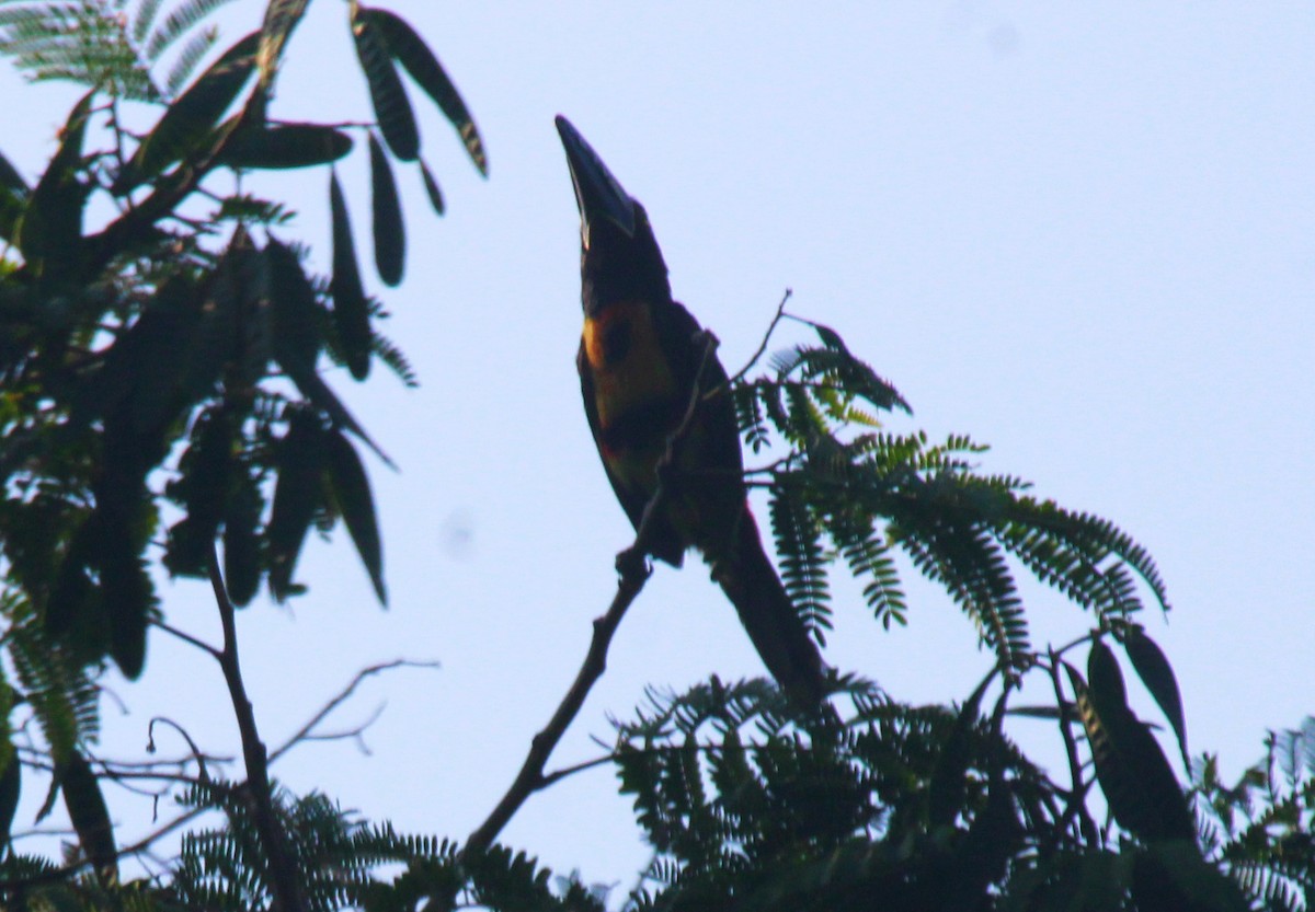 Collared Aracari - César Lezama García