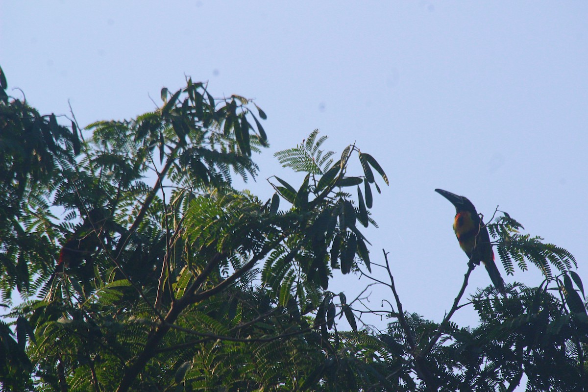 Collared Aracari - ML470170101