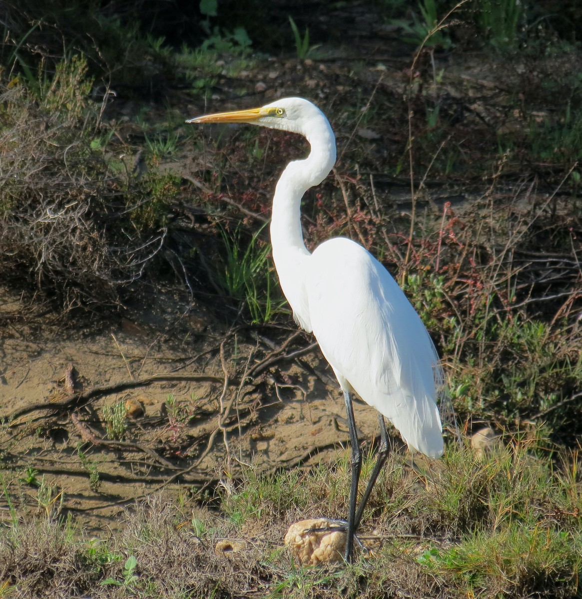 Great Egret - ML470170731