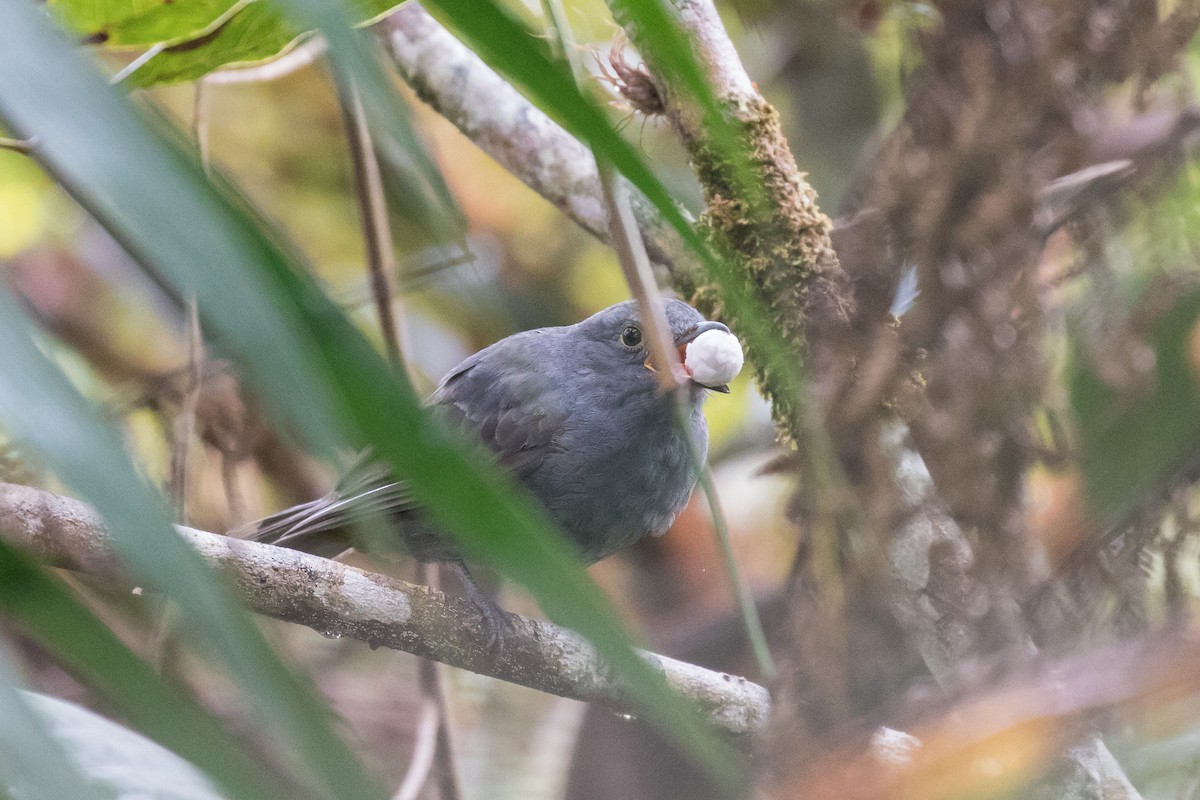 Chestnut-capped Piha - Brad Dawson