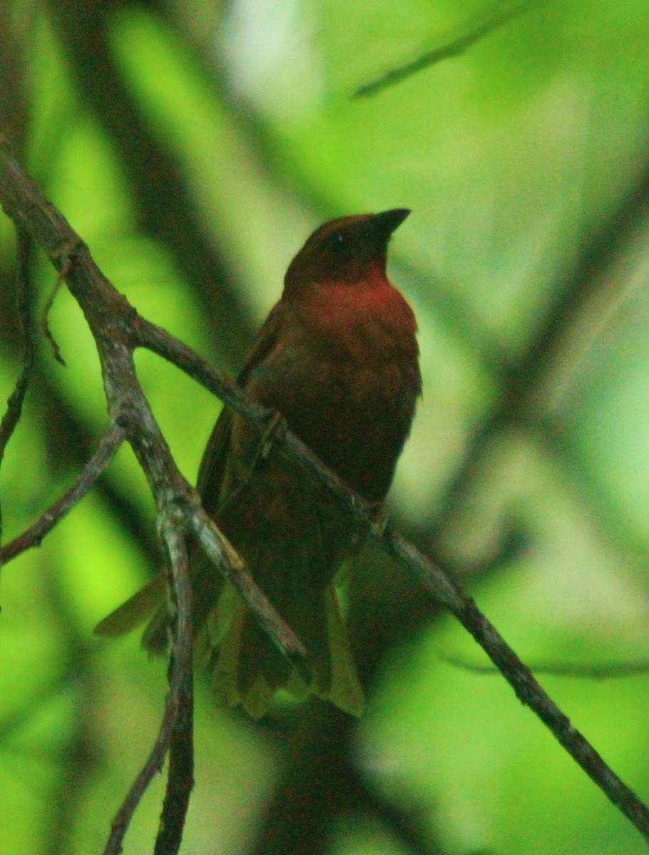 Red-throated Ant-Tanager - ML470171891