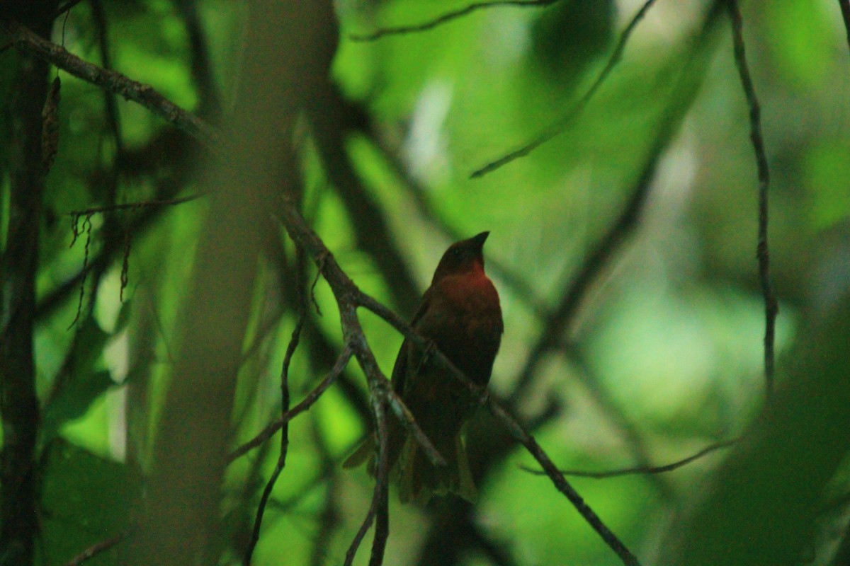 Red-throated Ant-Tanager - ML470171941