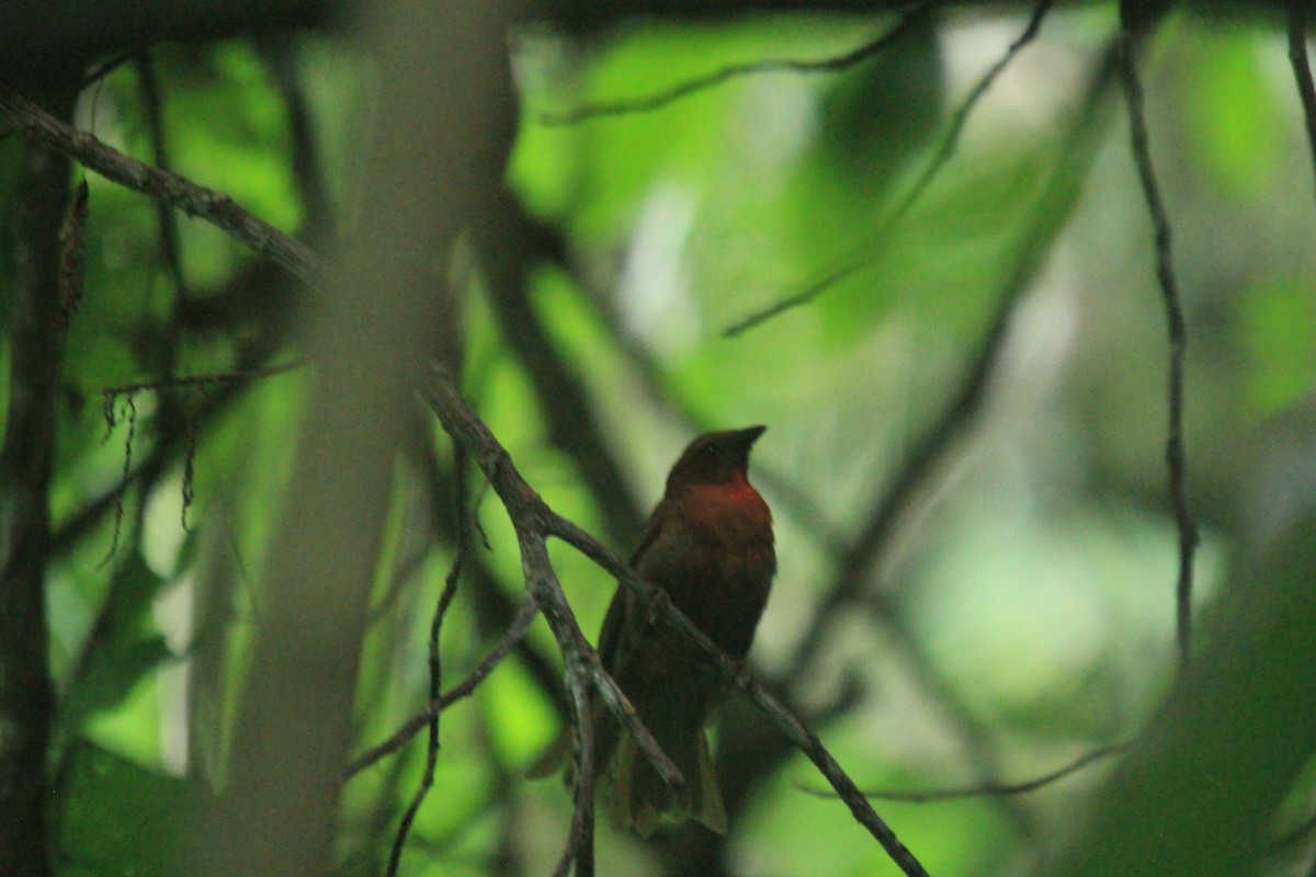 Red-throated Ant-Tanager - ML470171971