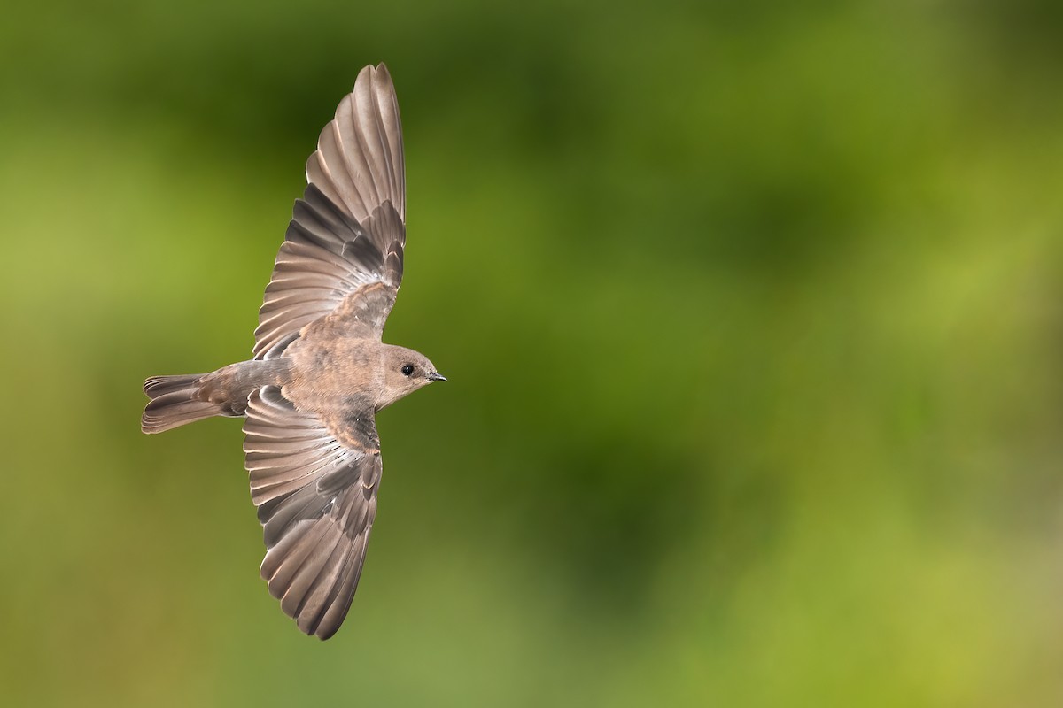 Northern Rough-winged Swallow - Ryan Sanderson
