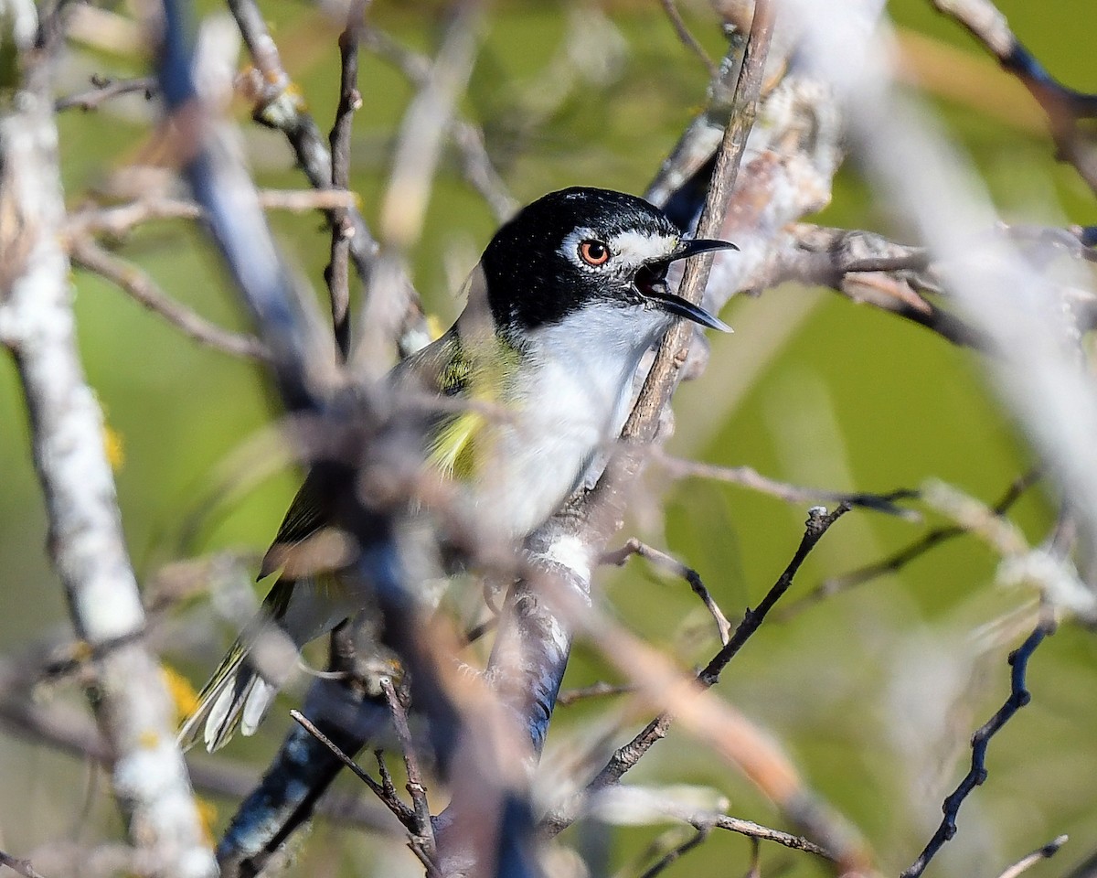 Black-capped Vireo - ML470175091