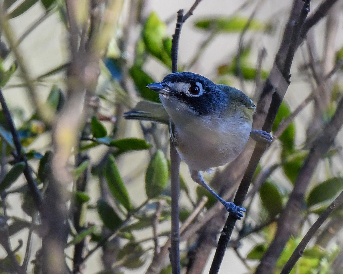 Black-capped Vireo - ML470175101