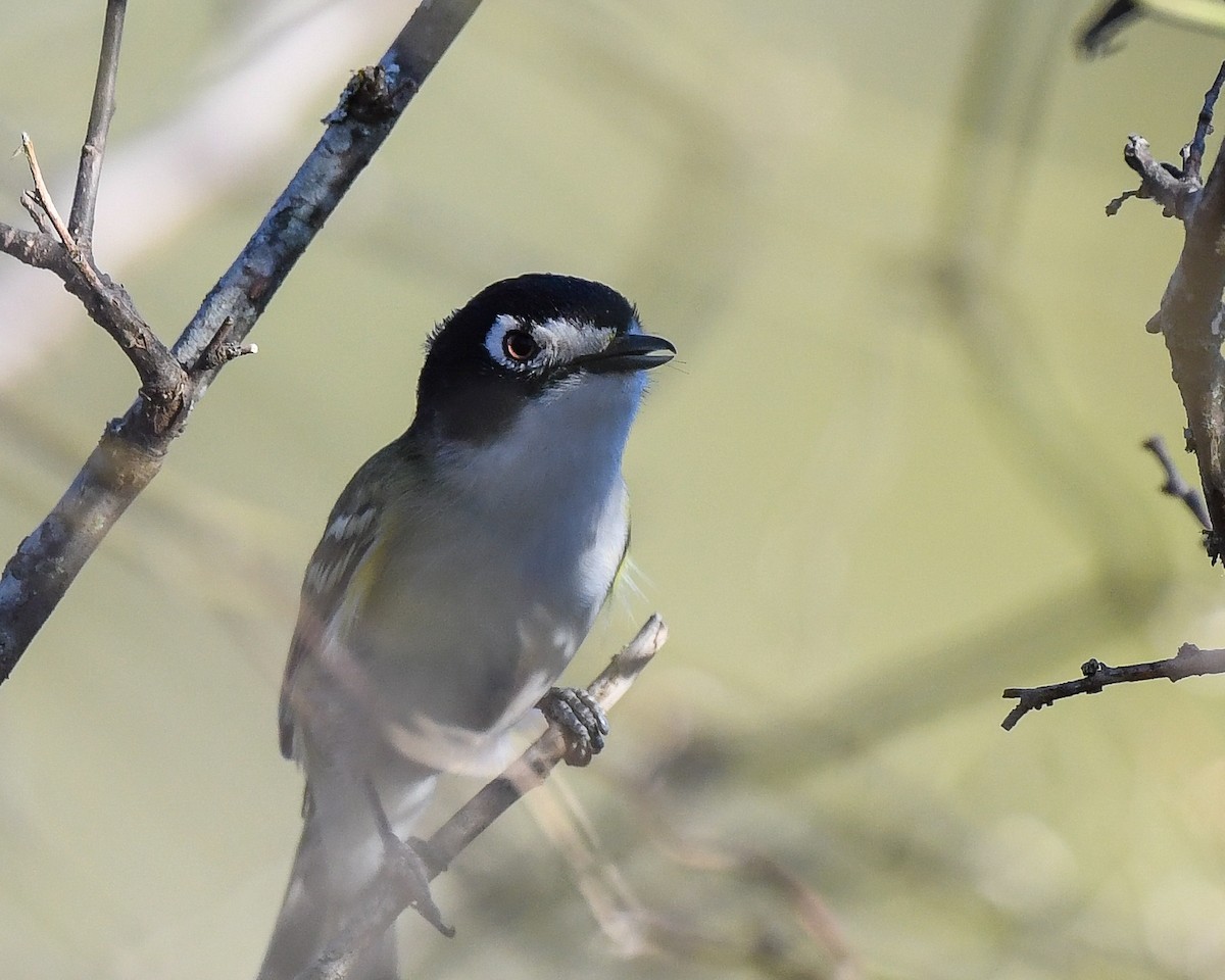 Black-capped Vireo - ML470175111