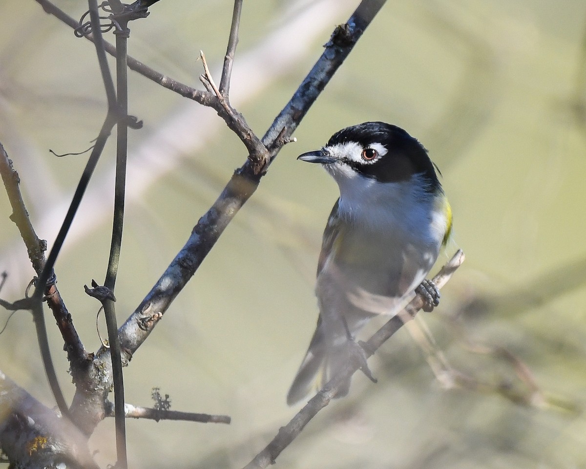 Black-capped Vireo - ML470175131
