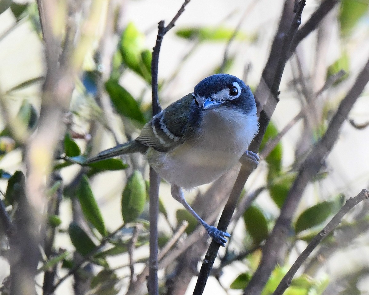 Black-capped Vireo - ML470175141
