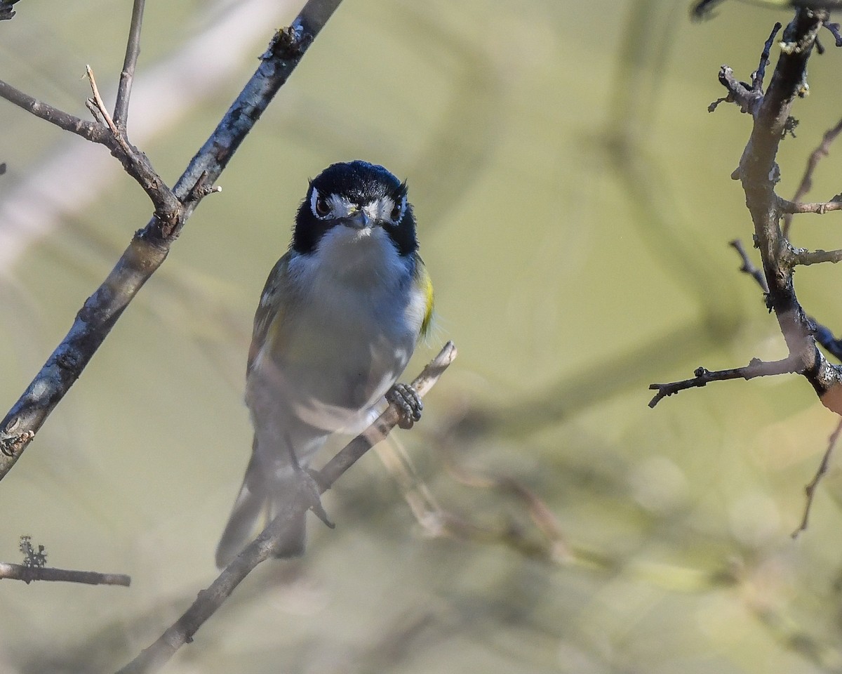 Black-capped Vireo - ML470175151