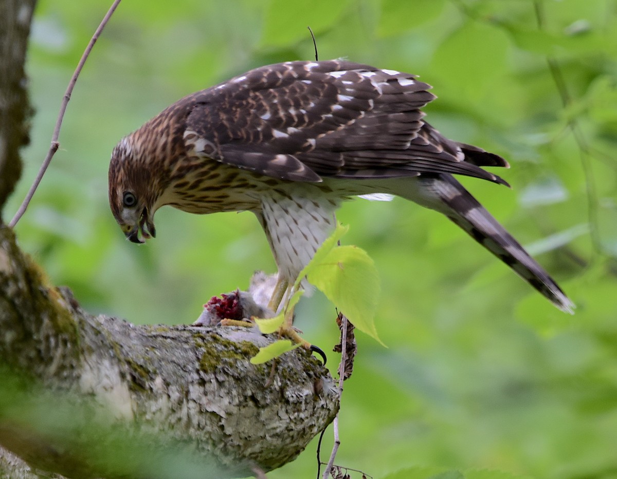 Cooper's Hawk - ML470176691