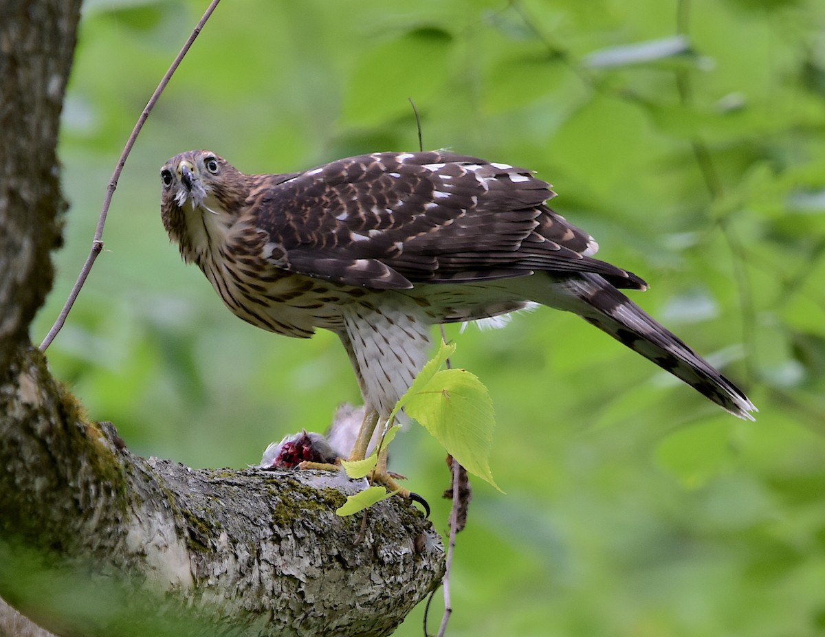 Cooper's Hawk - ML470176711