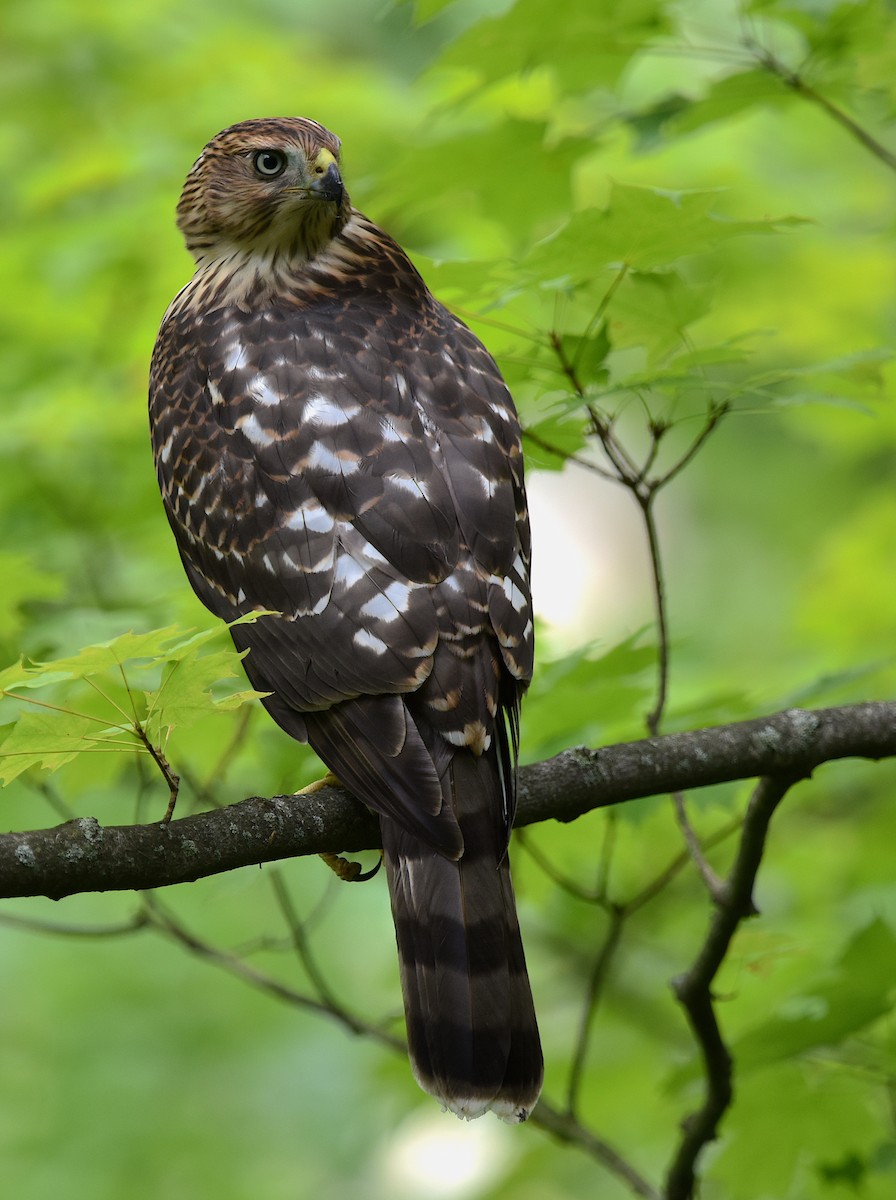 Cooper's Hawk - ML470176771