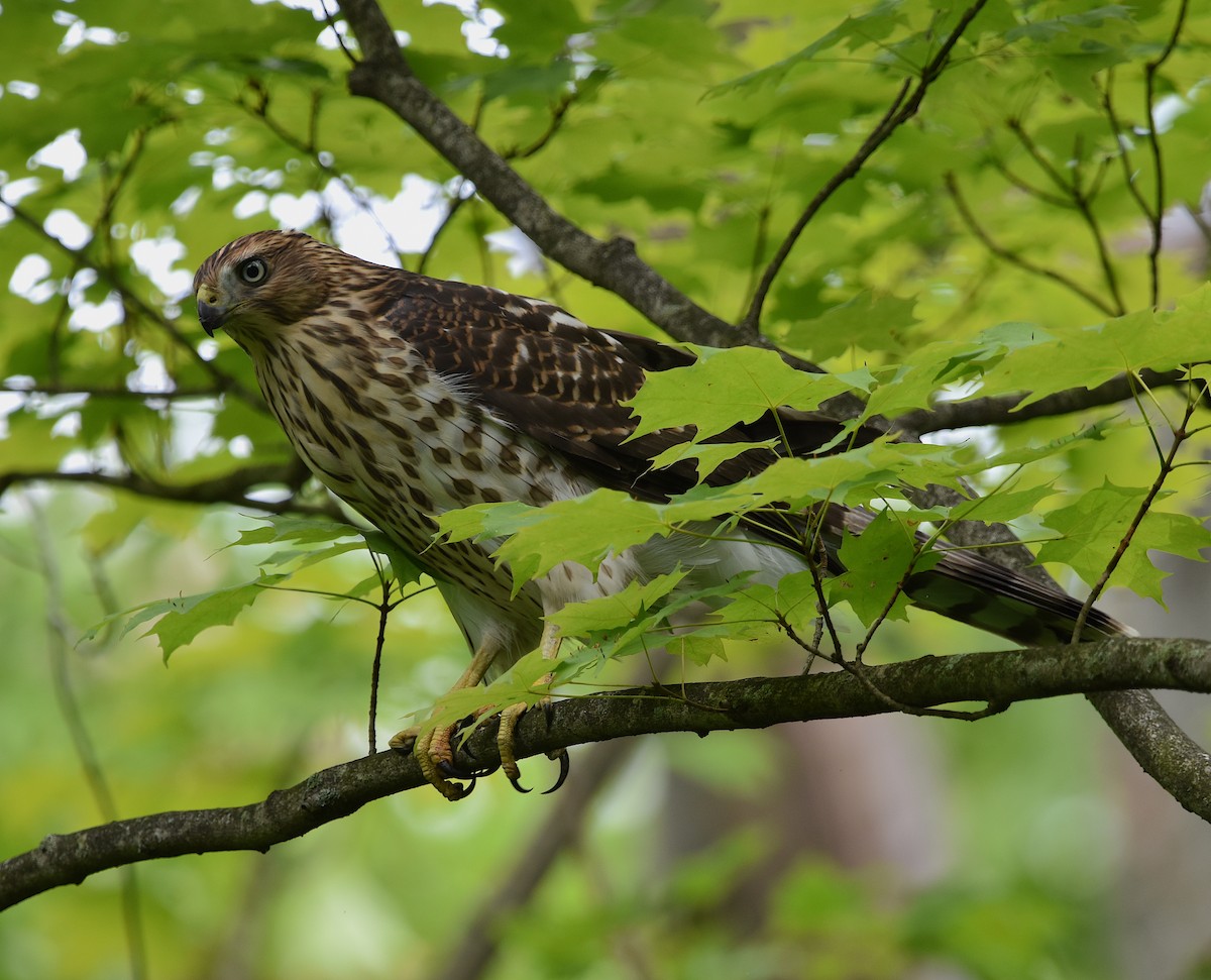 Cooper's Hawk - ML470176861