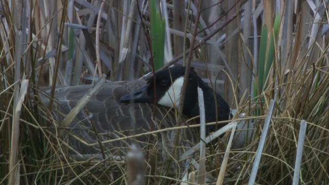 Canada Goose - ML470177