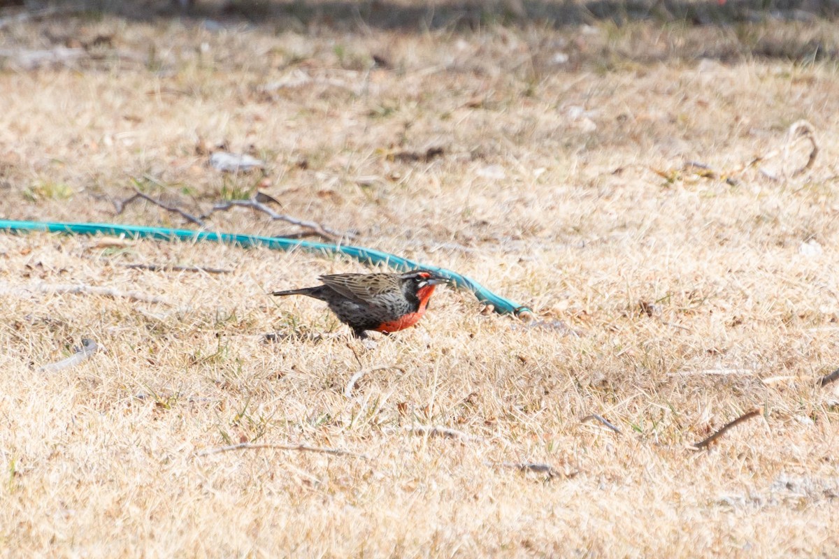 Long-tailed Meadowlark - ML470177271