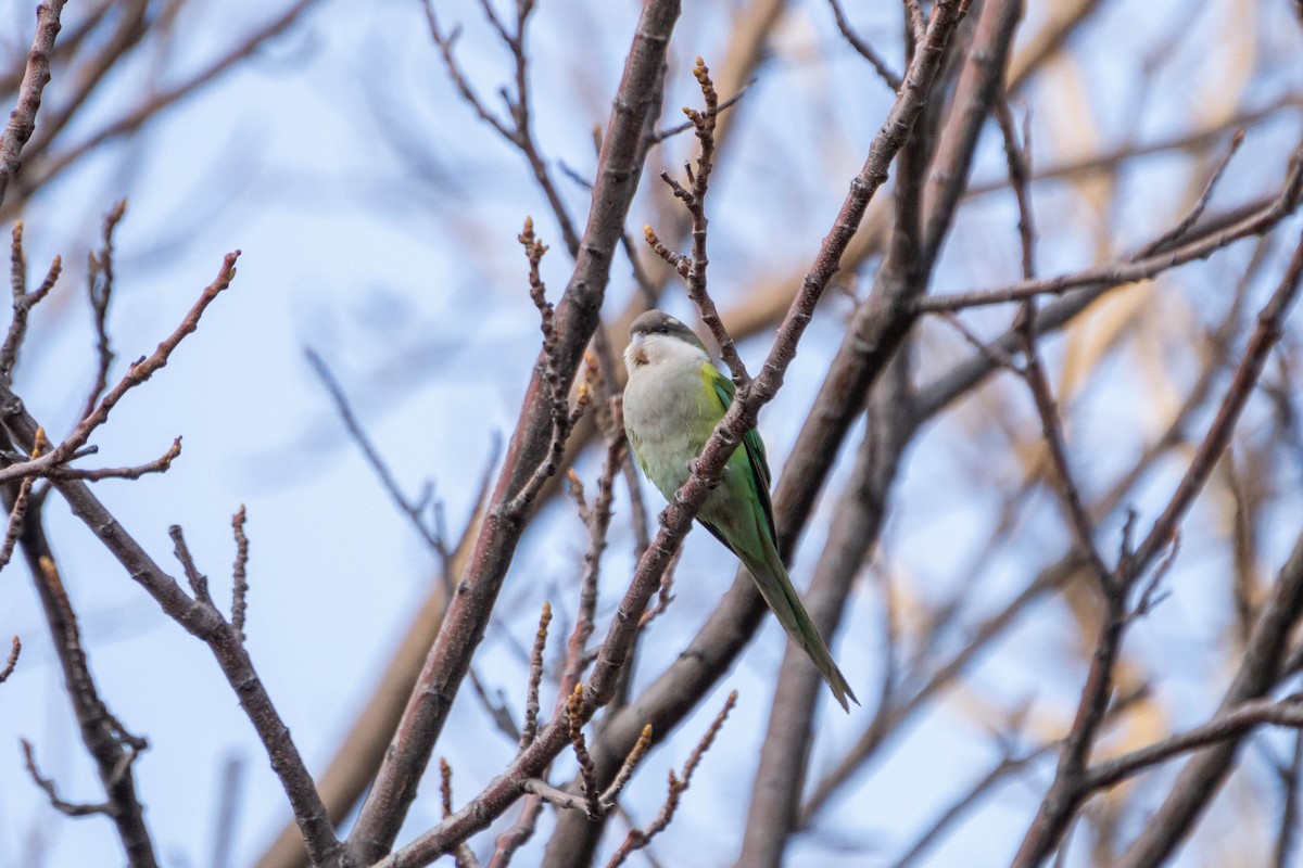 Gray-hooded Parakeet - ML470177371