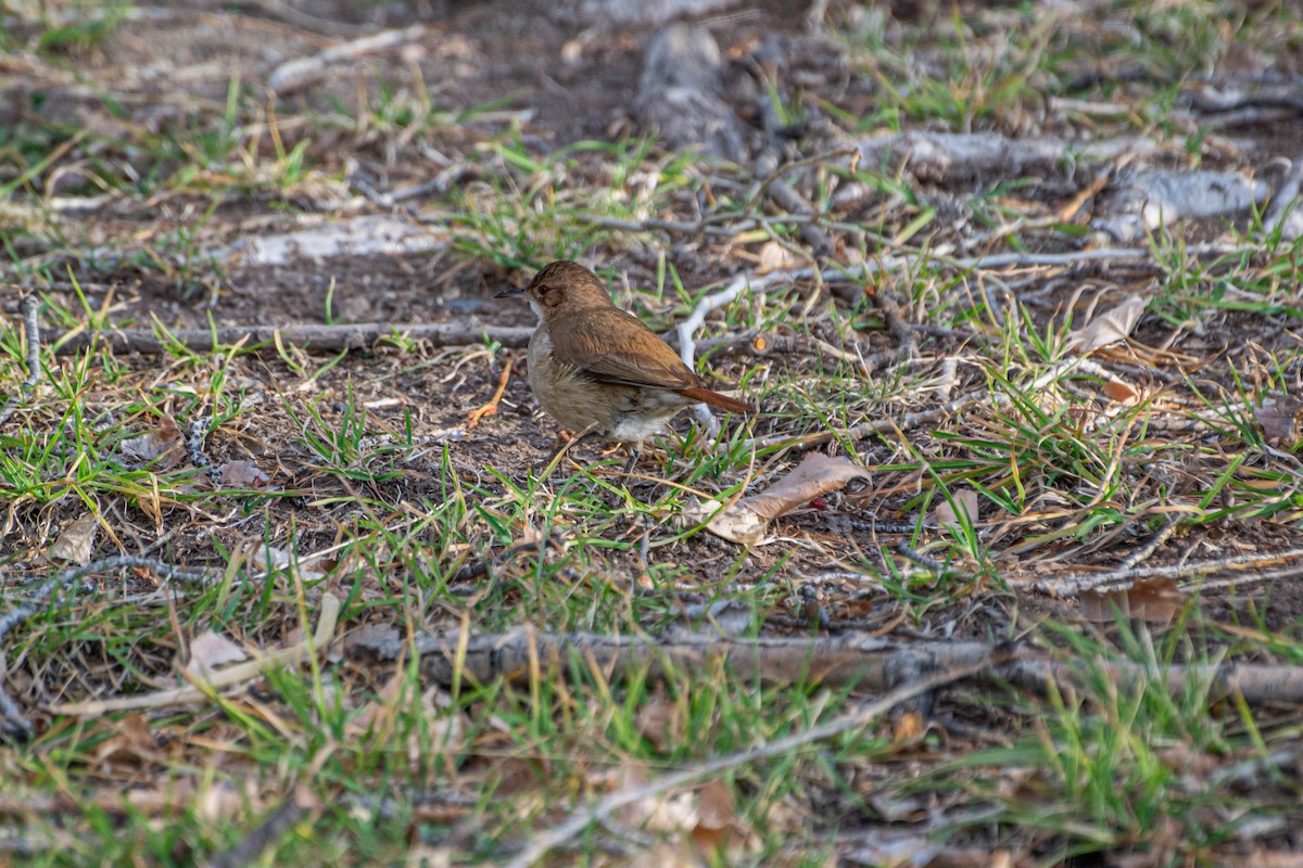 Rufous Hornero - ML470177531