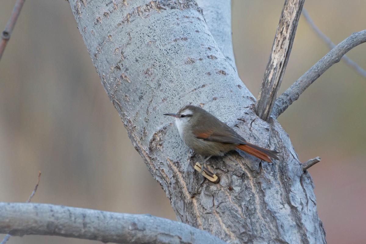 Stripe-crowned Spinetail - Fernando  Leiva