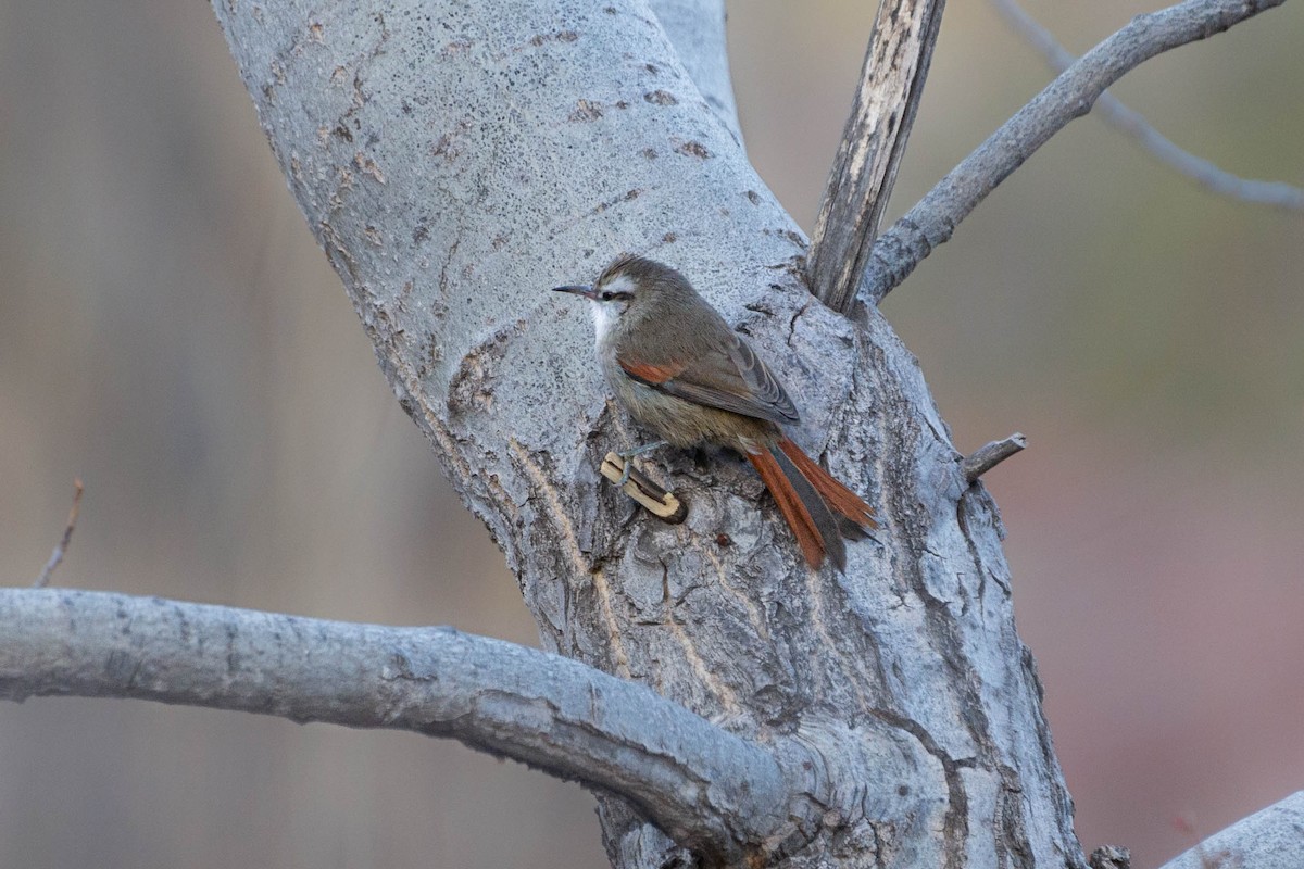 Stripe-crowned Spinetail - ML470177571