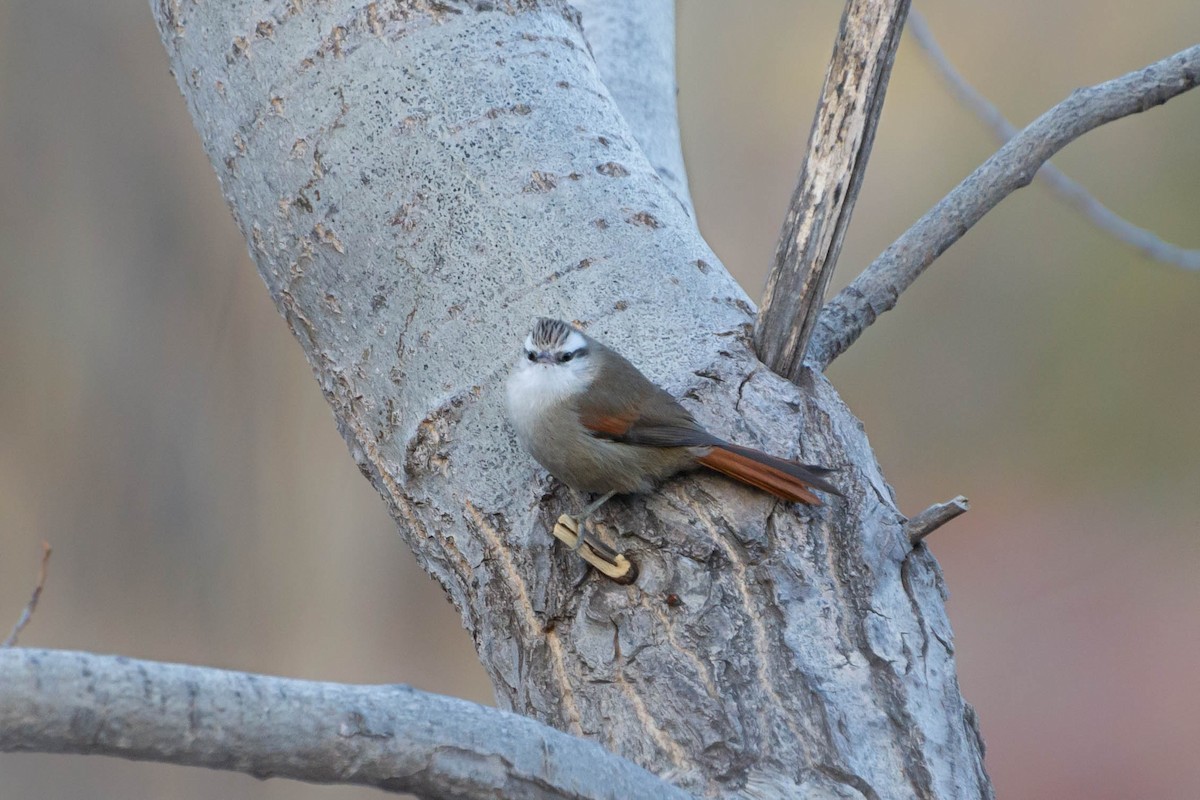 Stripe-crowned Spinetail - Fernando  Leiva