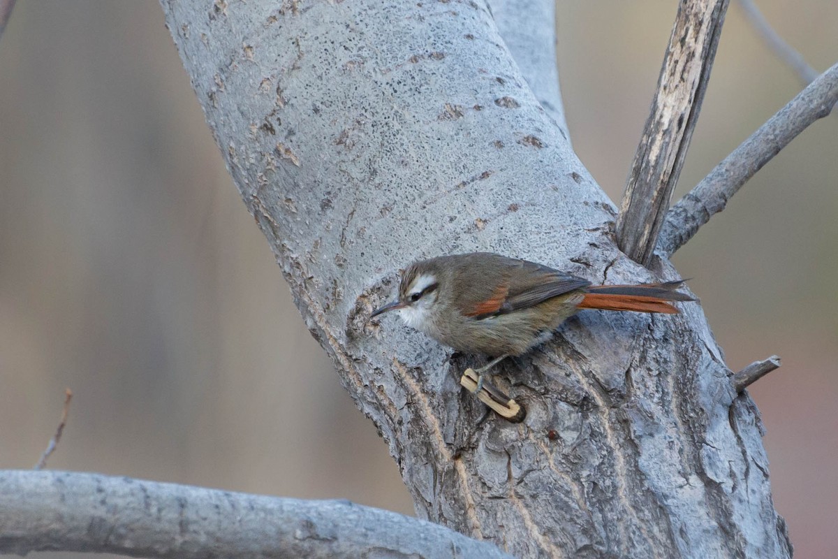 Stripe-crowned Spinetail - ML470177591