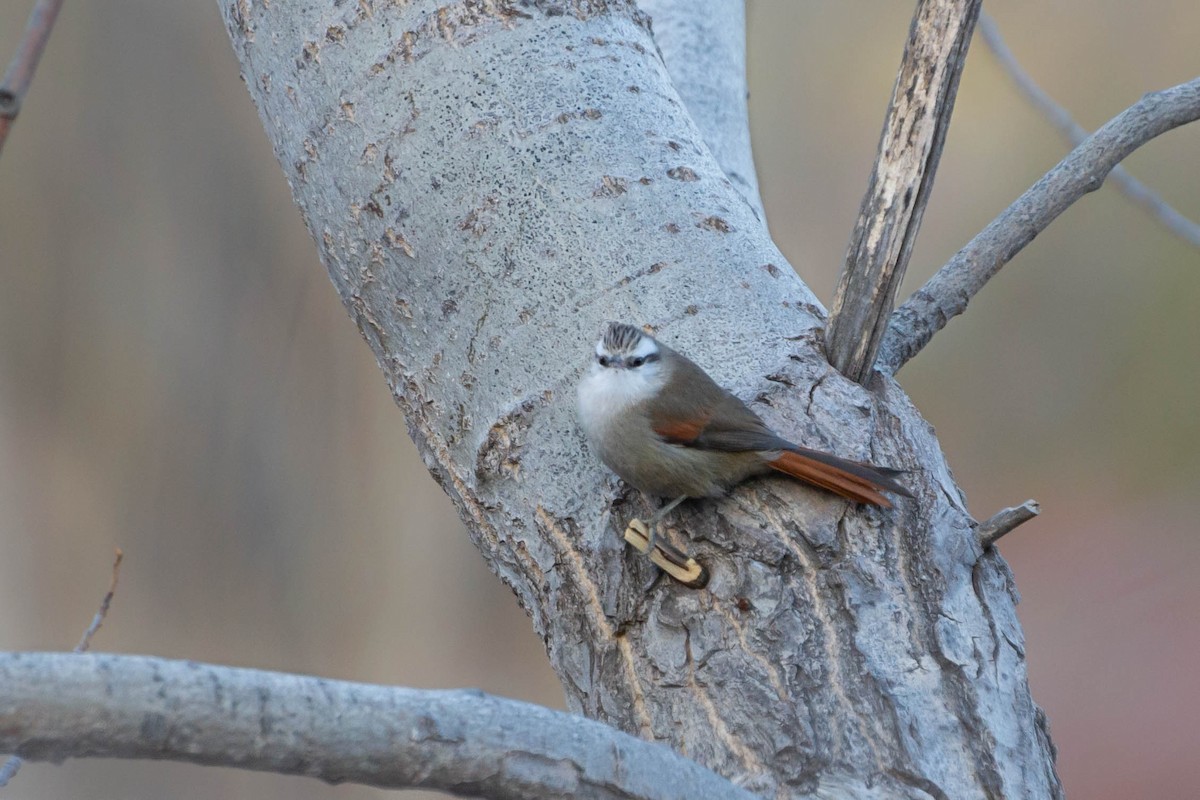 Stripe-crowned Spinetail - ML470177611