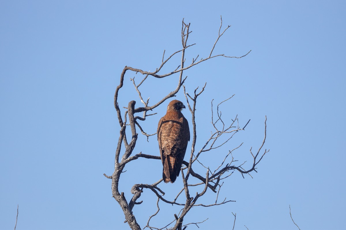 Brown Falcon - ML470179741