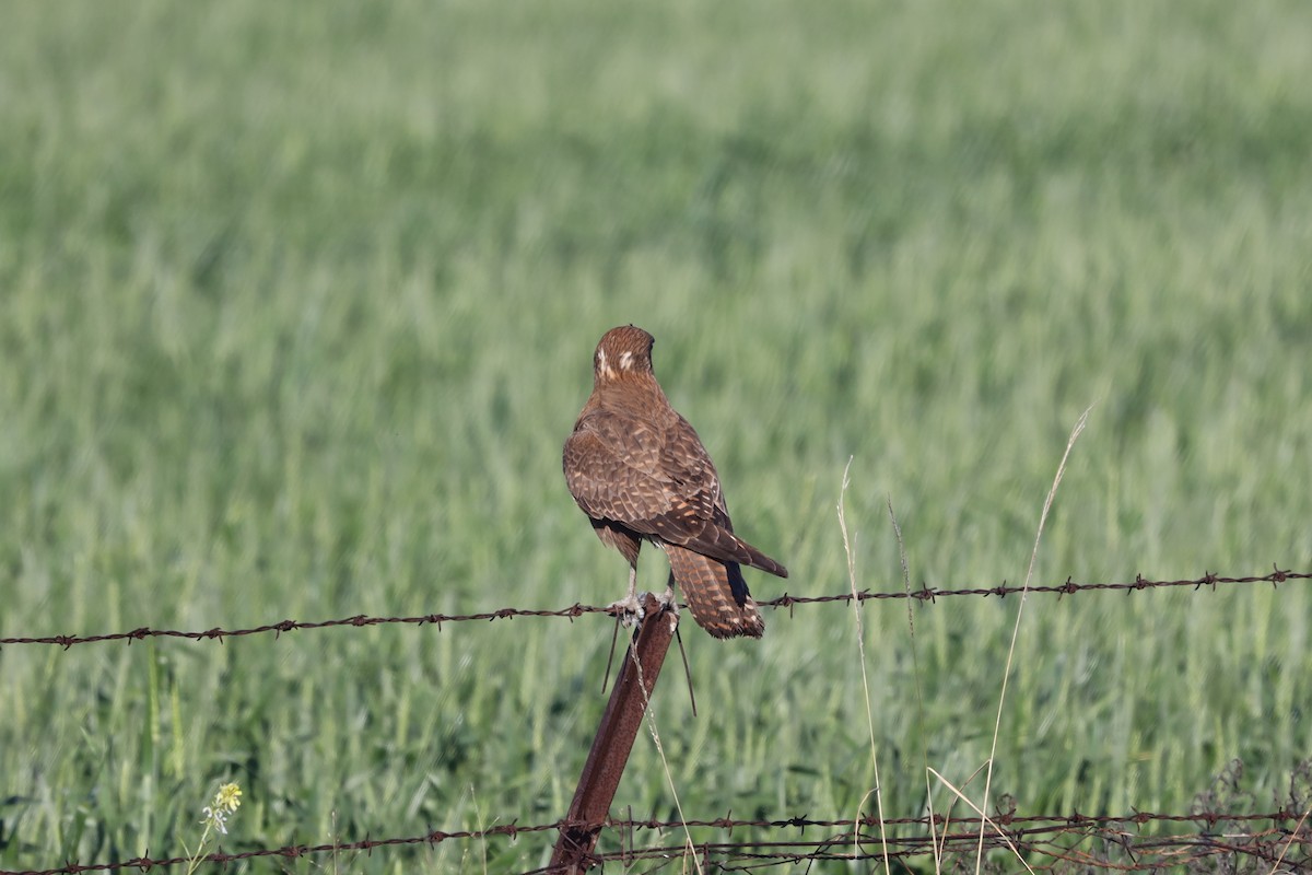 Brown Falcon - ML470179751