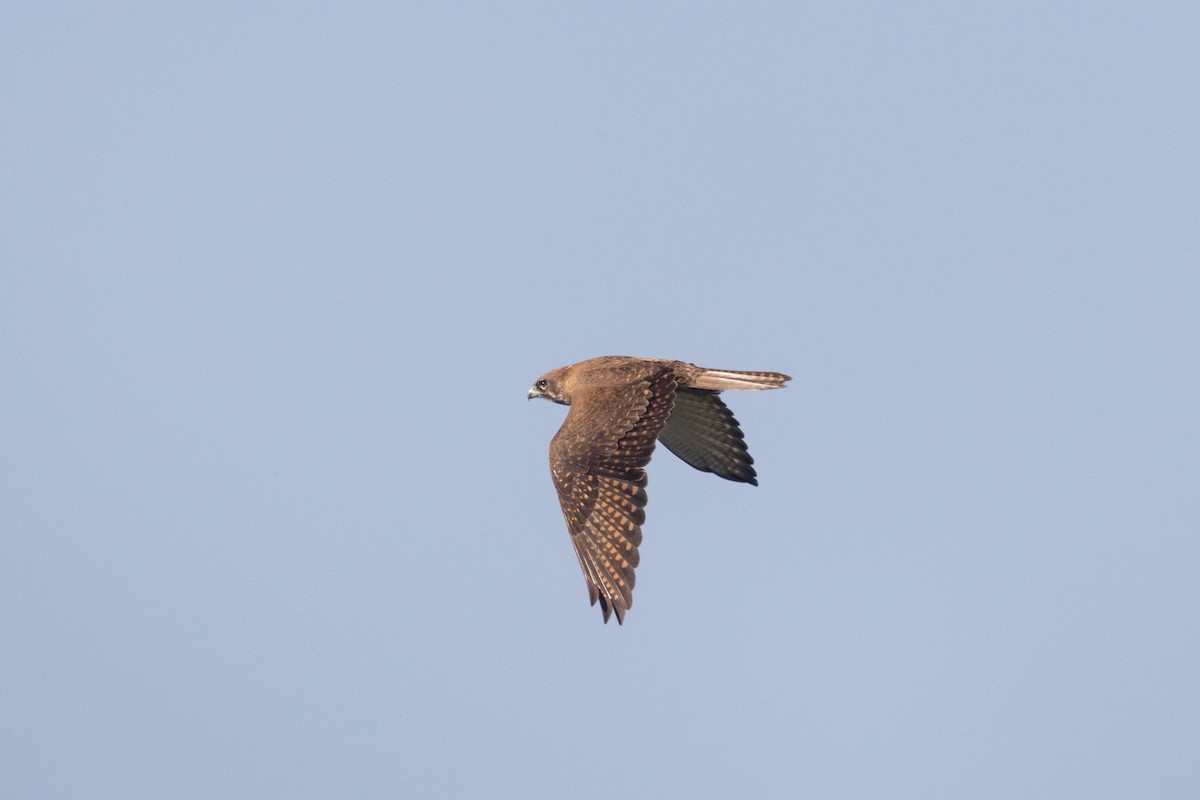 Brown Falcon - ML470179761