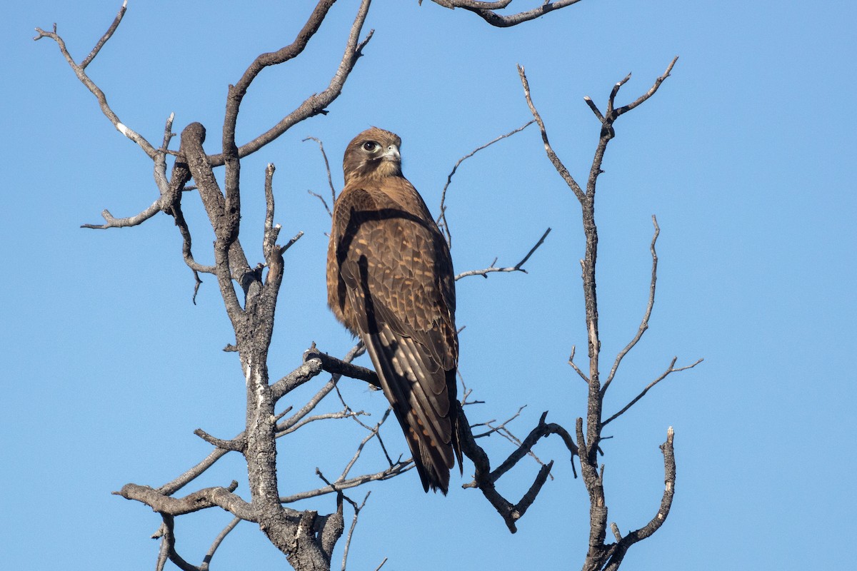 Brown Falcon - ML470179771