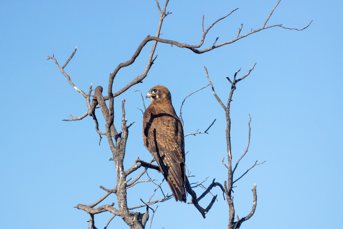 Brown Falcon - ML470179781