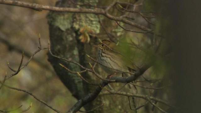 Ovenbird - ML470181