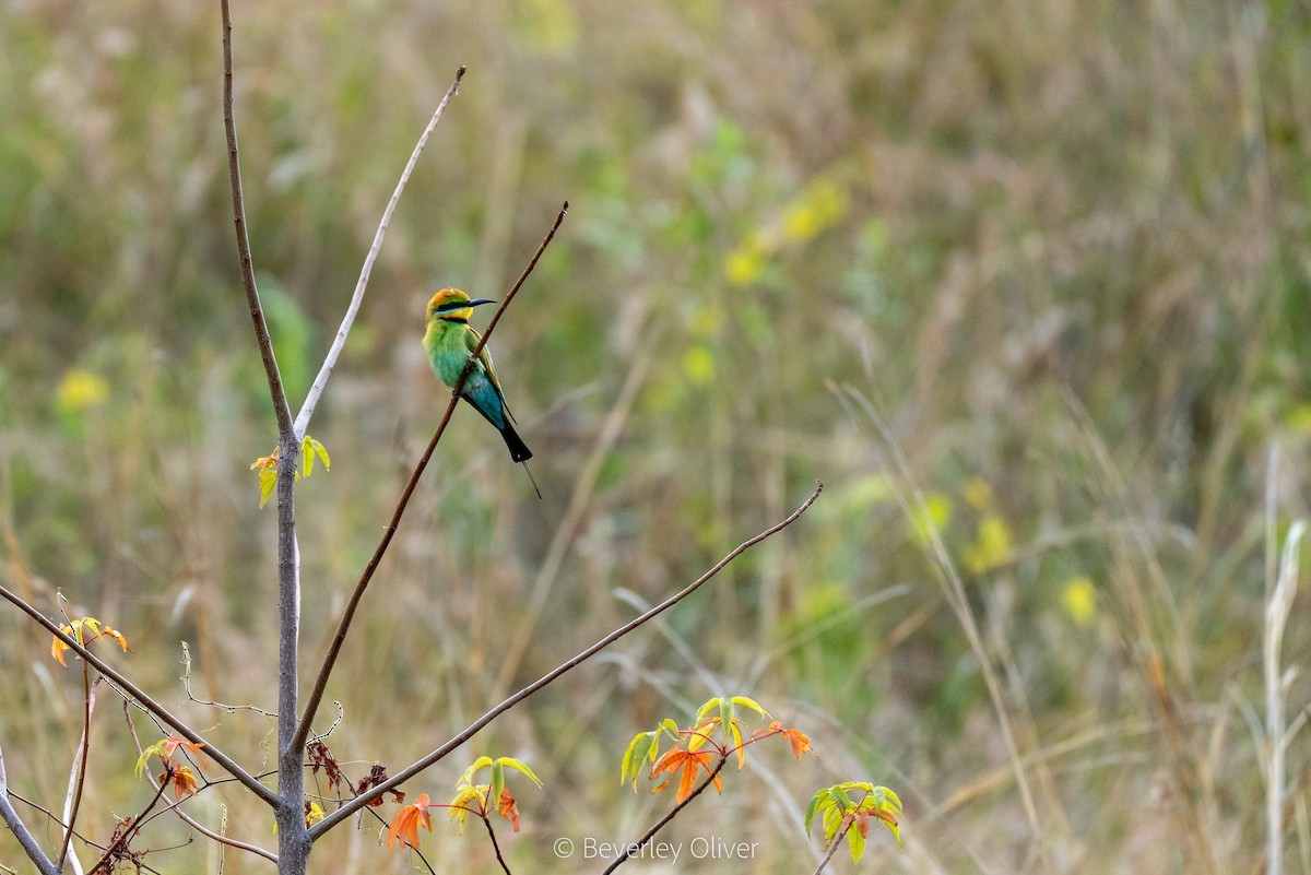 Rainbow Bee-eater - ML470181621