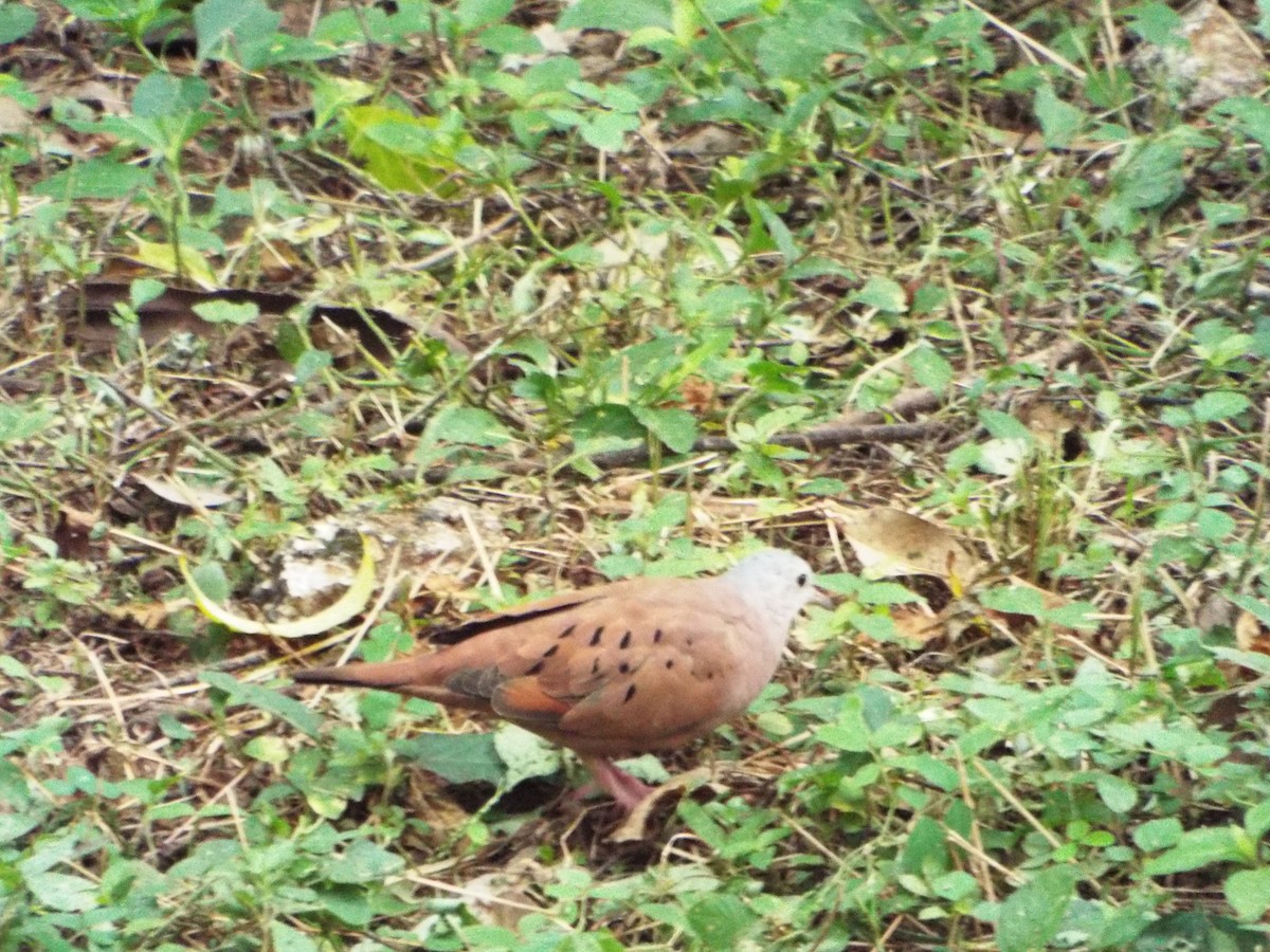 Ruddy Ground Dove - ML470183301