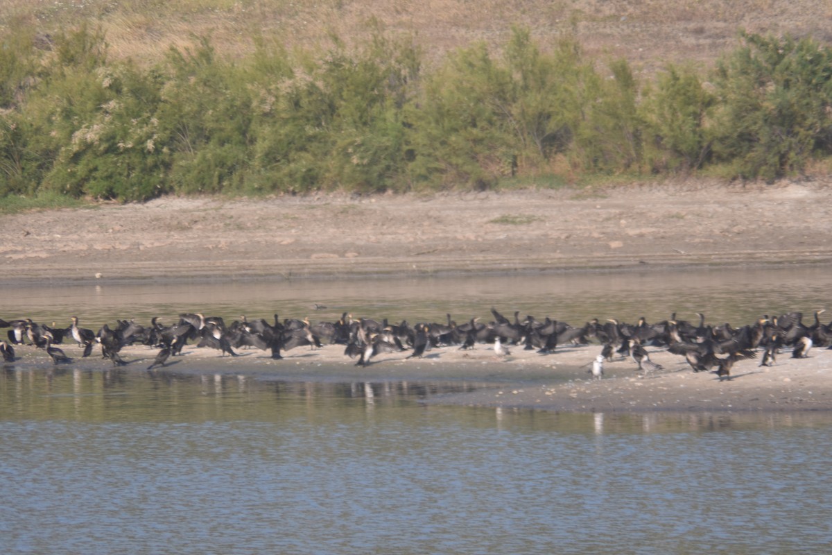 Great Cormorant - ML470183451