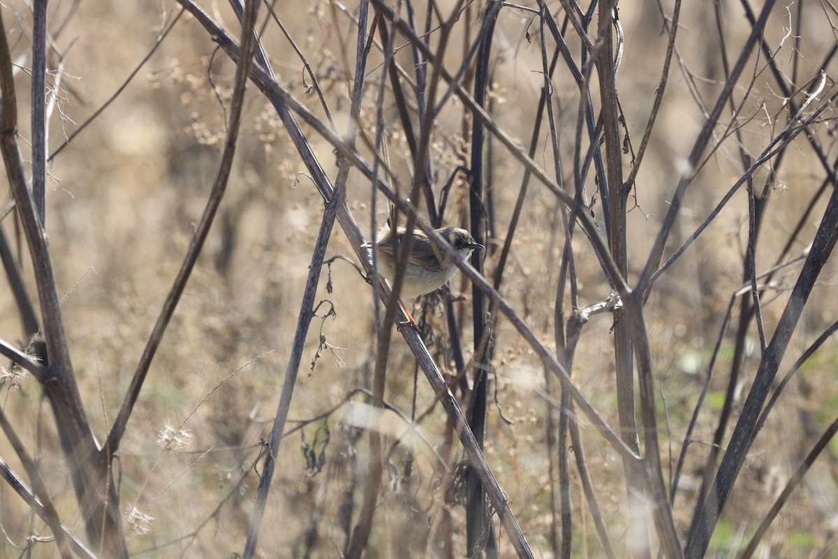 Red-backed Fairywren - ML470183591