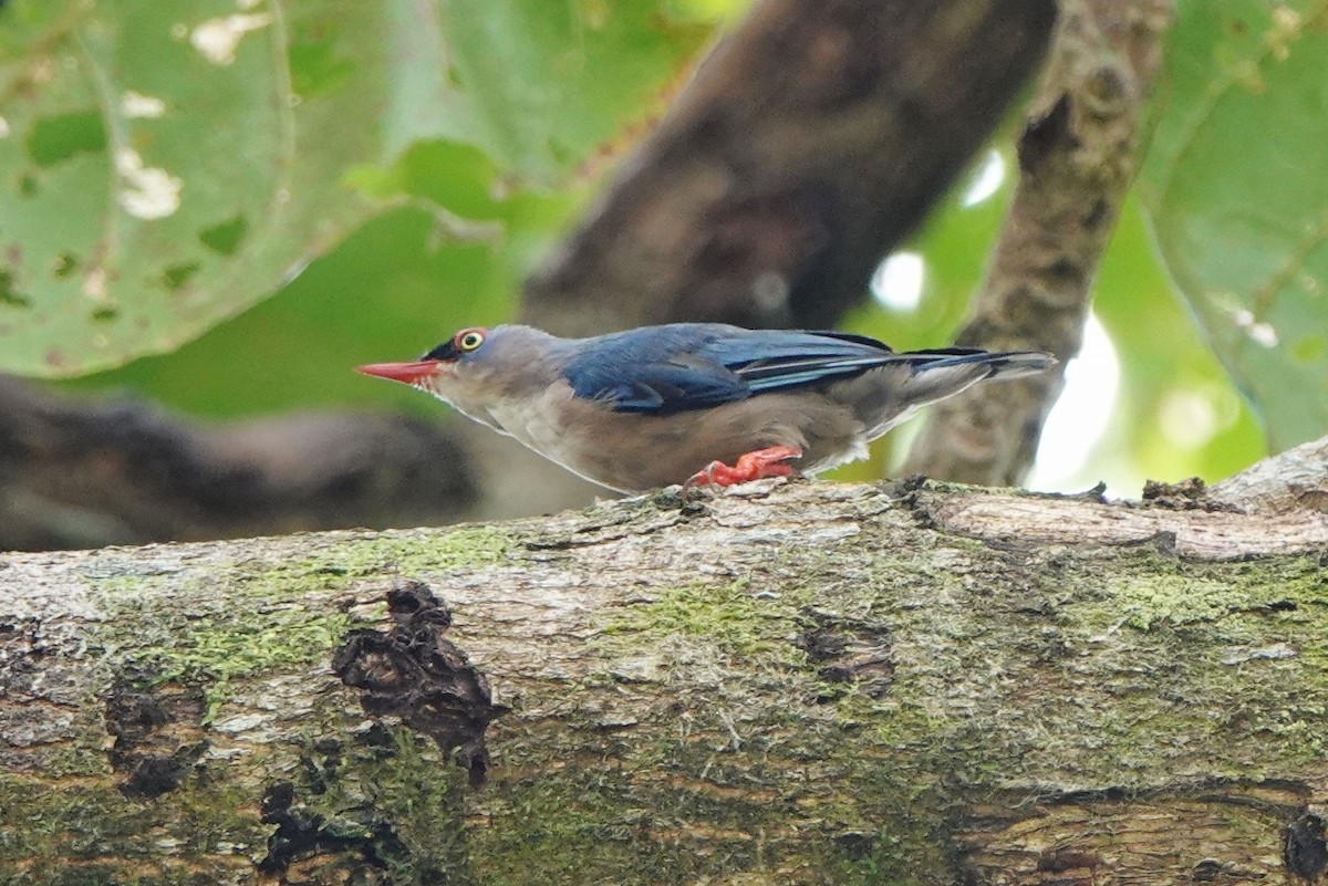 Velvet-fronted Nuthatch - ML470185071
