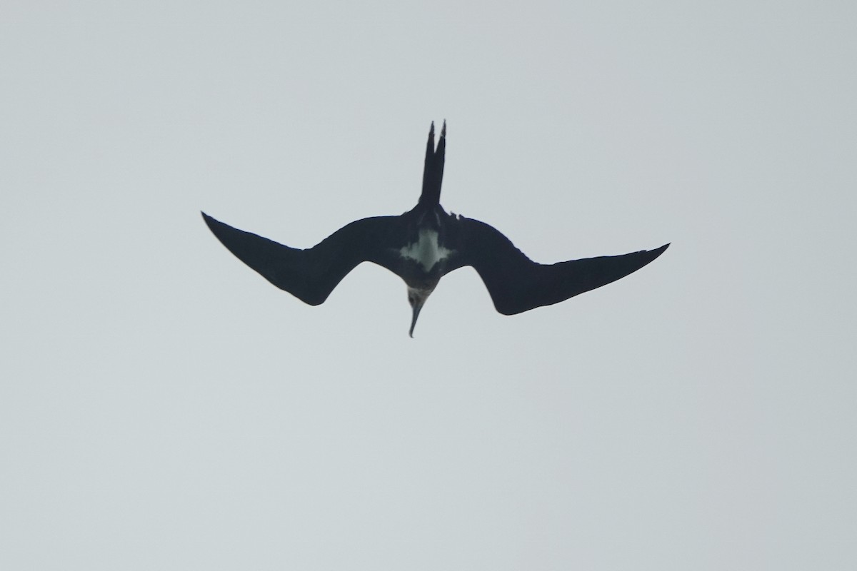 Christmas Island Frigatebird - ML470185911