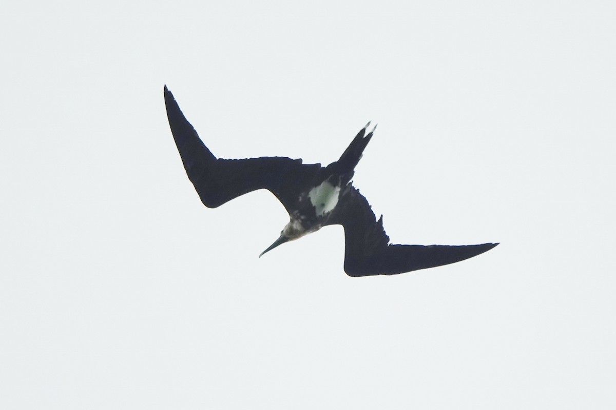 Christmas Island Frigatebird - ML470185931