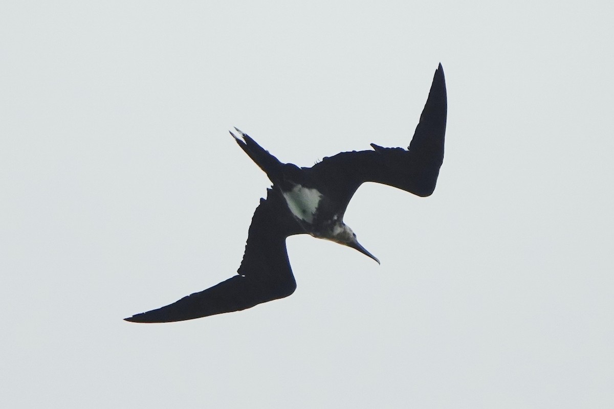 Christmas Island Frigatebird - ML470185941