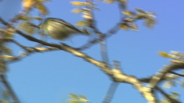 Cerulean Warbler - ML470186