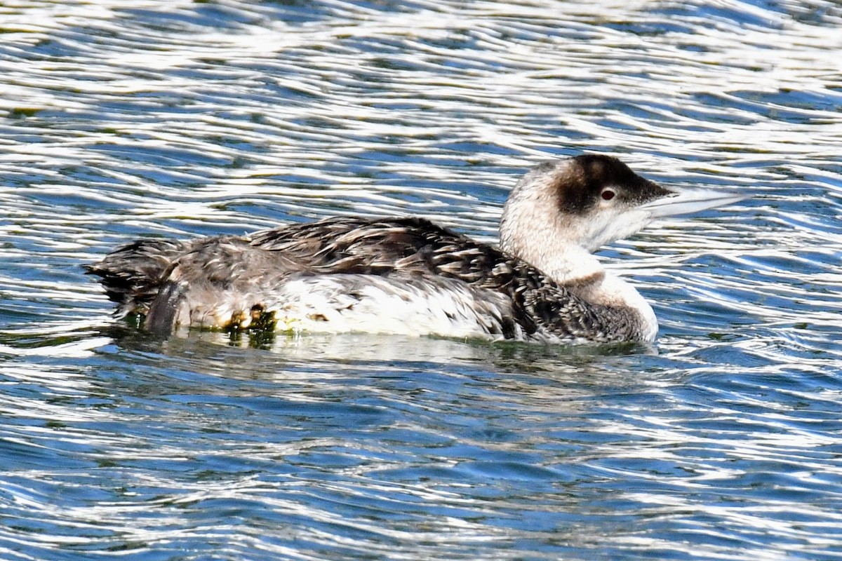 Common Loon - Tom Duncan