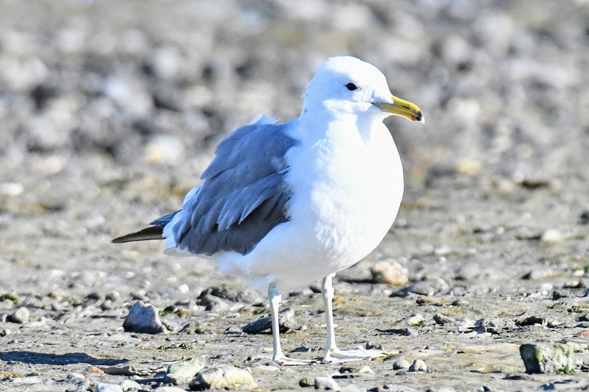 California Gull - ML470186411